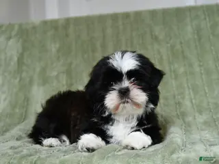 Shih Tzu dogs Gracie - Ad 31