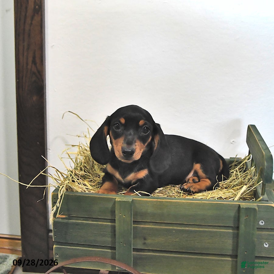 Miniature Dachshund dogs Josie - Ad 2