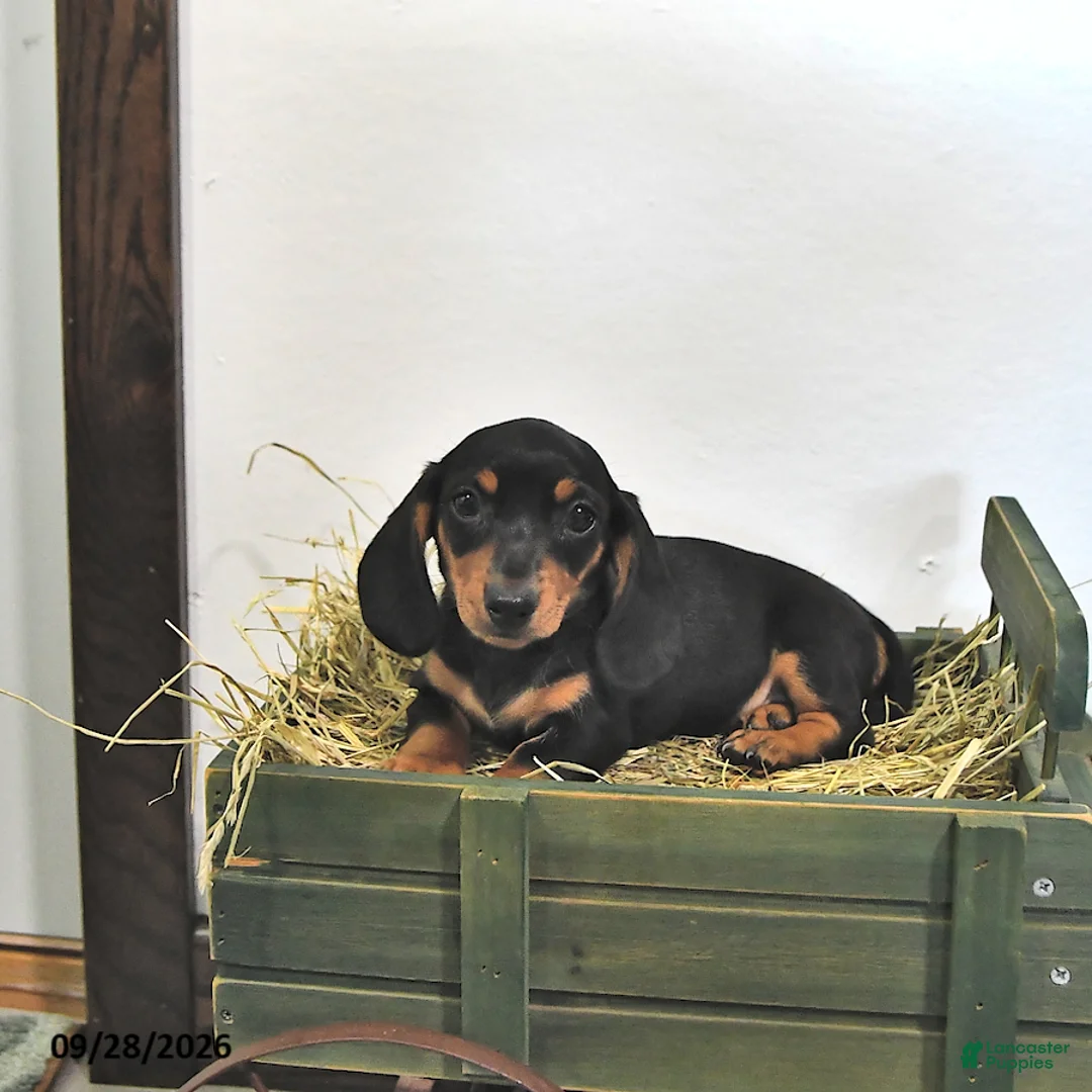 Miniature Dachshund dogs for sale: Josie - Ad 2