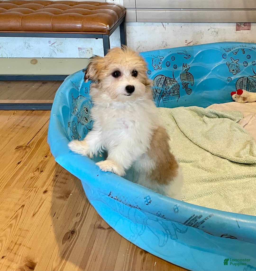 Mixed Breed dogs for sale: Sasha - Ad 3