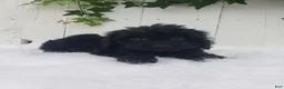 Cavapoo dogs for sale: Daisy  - Ad 3