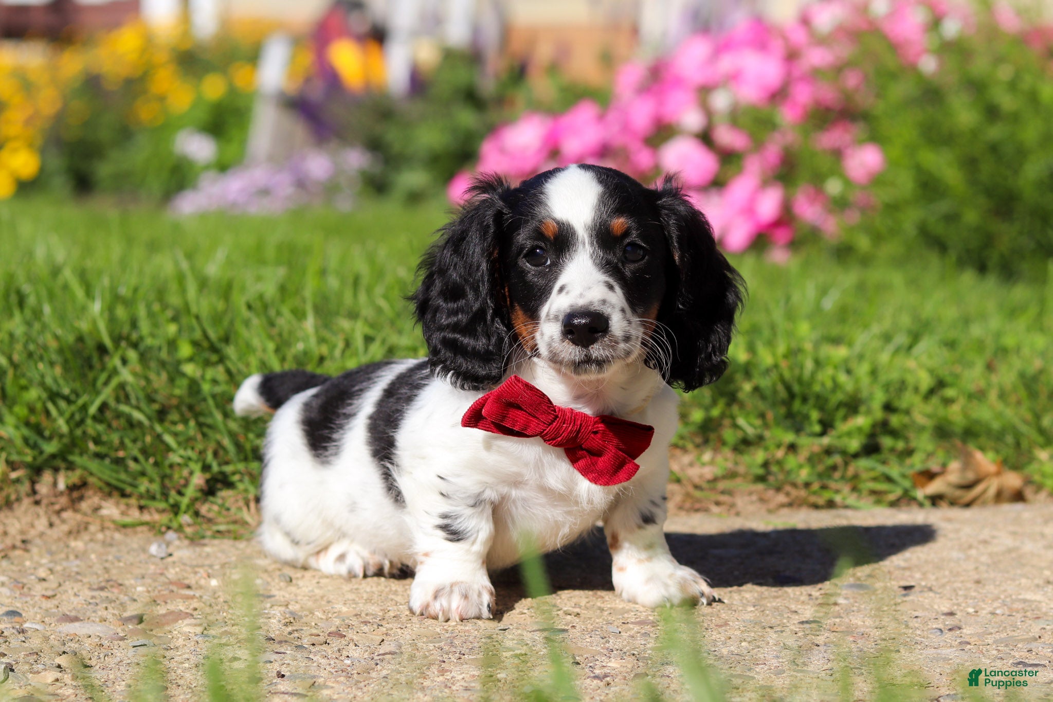 Dachshund dogs Kobe - Ad 1