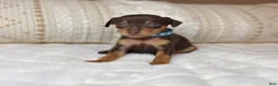 Miniature Pinscher dogs for sale: Little Boy 🩵 - Ad 3