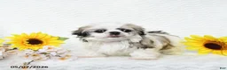 Malshi dogs for sale: Bradley - Ad 2