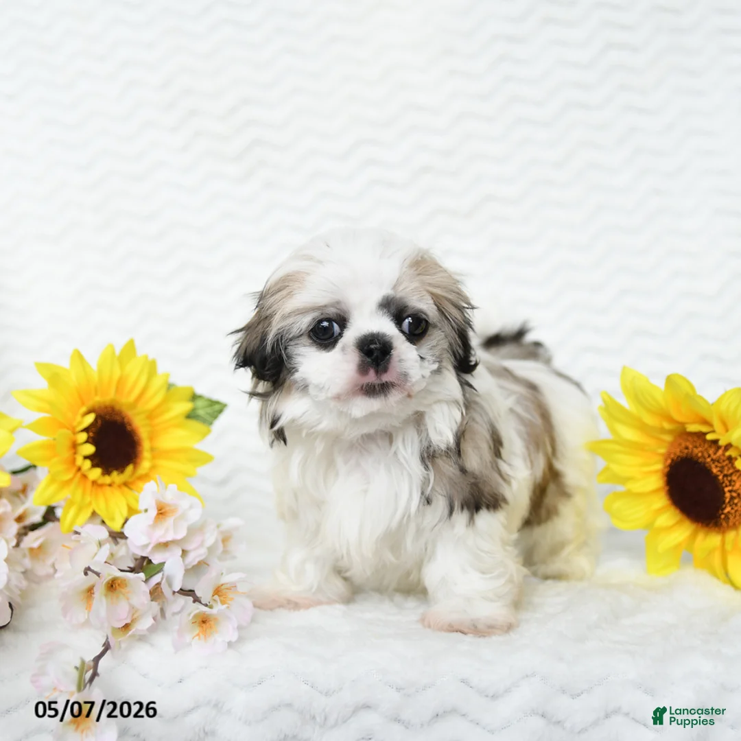 Malshi dogs for sale: Bradley - Ad 2