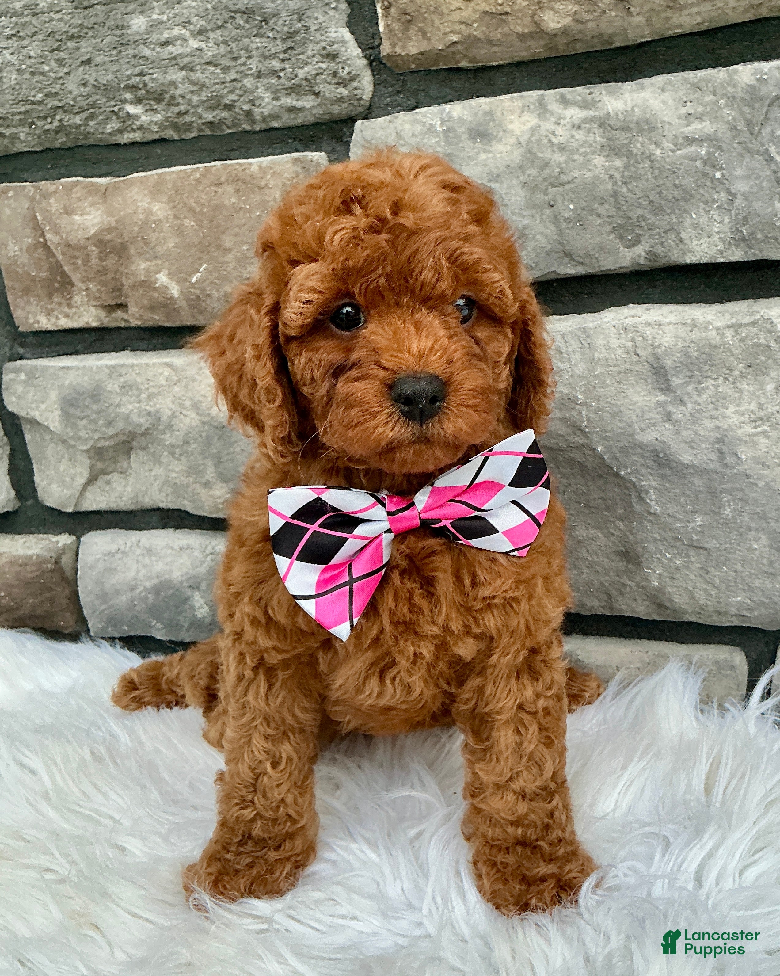 Cavapoo dogs Bella - Ad 1