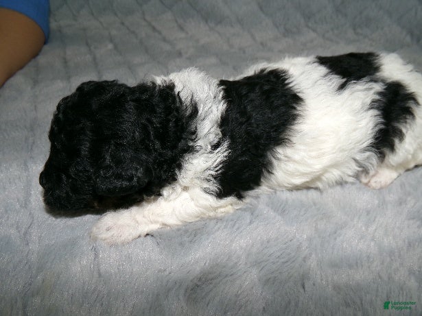 Miniature Poodle dogs Miniature Poodle Puppy 2 - Ad 18