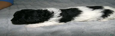 Miniature Poodle Puppy 2