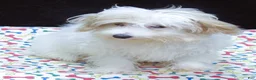 Maltipoo dogs for sale: Sage - Ad 3