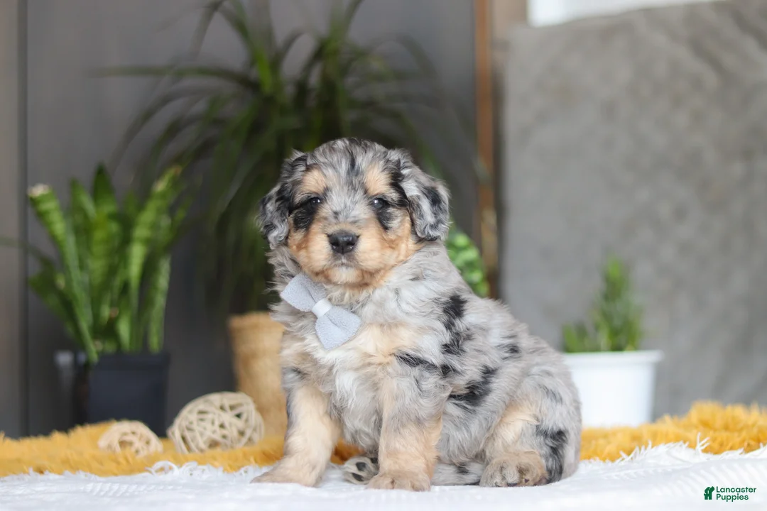 Mixed Breed dogs for sale: Blaze - Ad 3