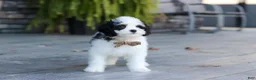 Cavapoo dogs for sale: Brady - Ad 4