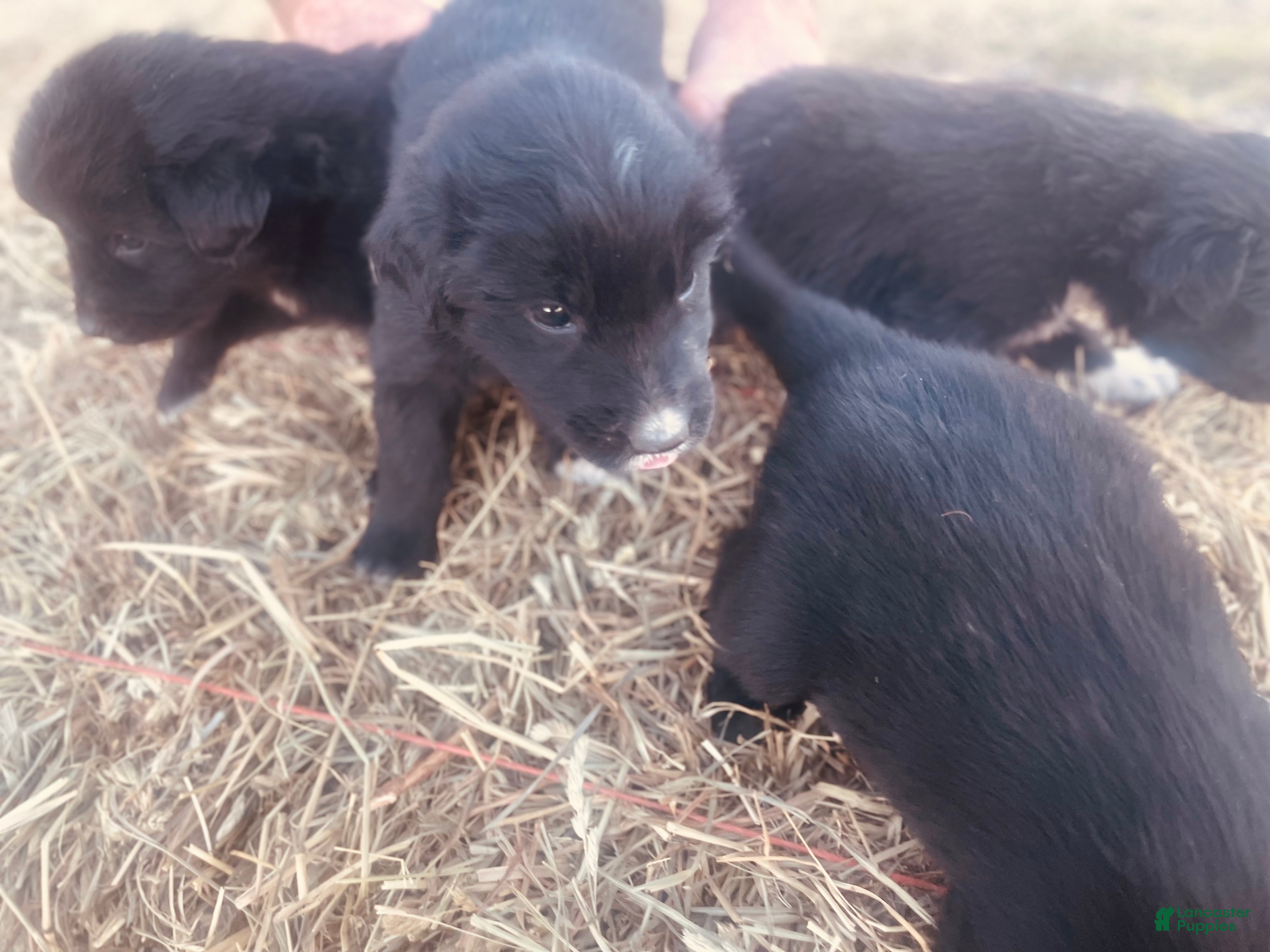 Mixed Breed dogs Mixed Breed 4 - Ad 6