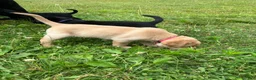 Labrador Retriever dogs for sale: Glory - Ad 2