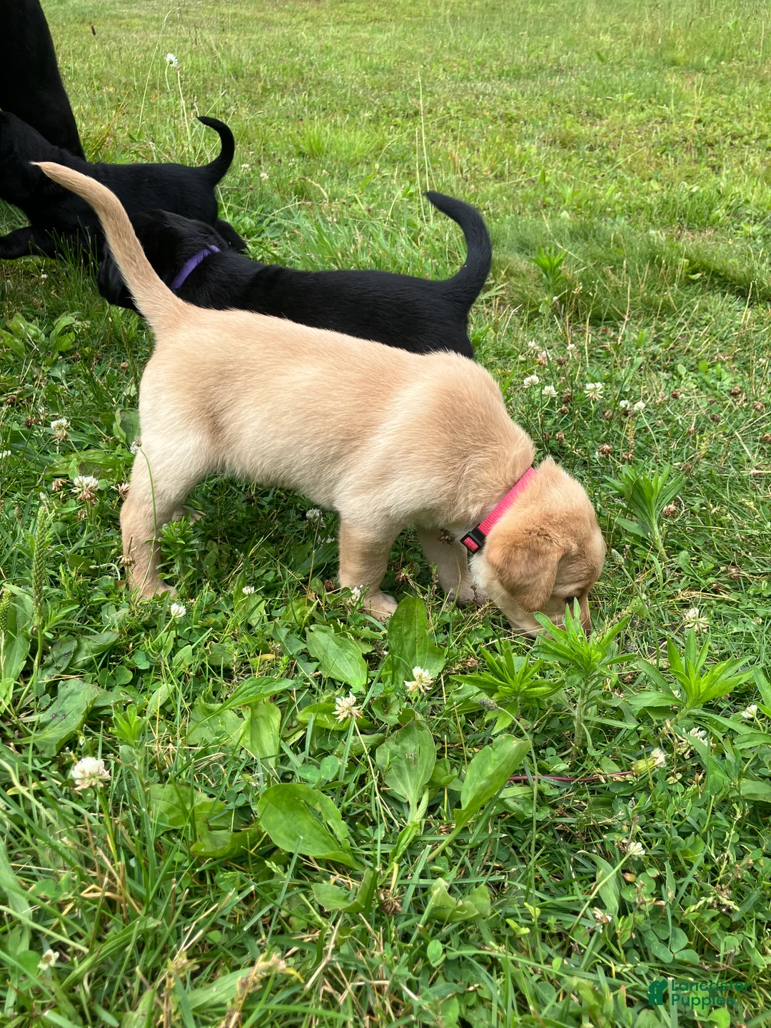 Labrador Retriever dogs for sale: Glory - Ad 2
