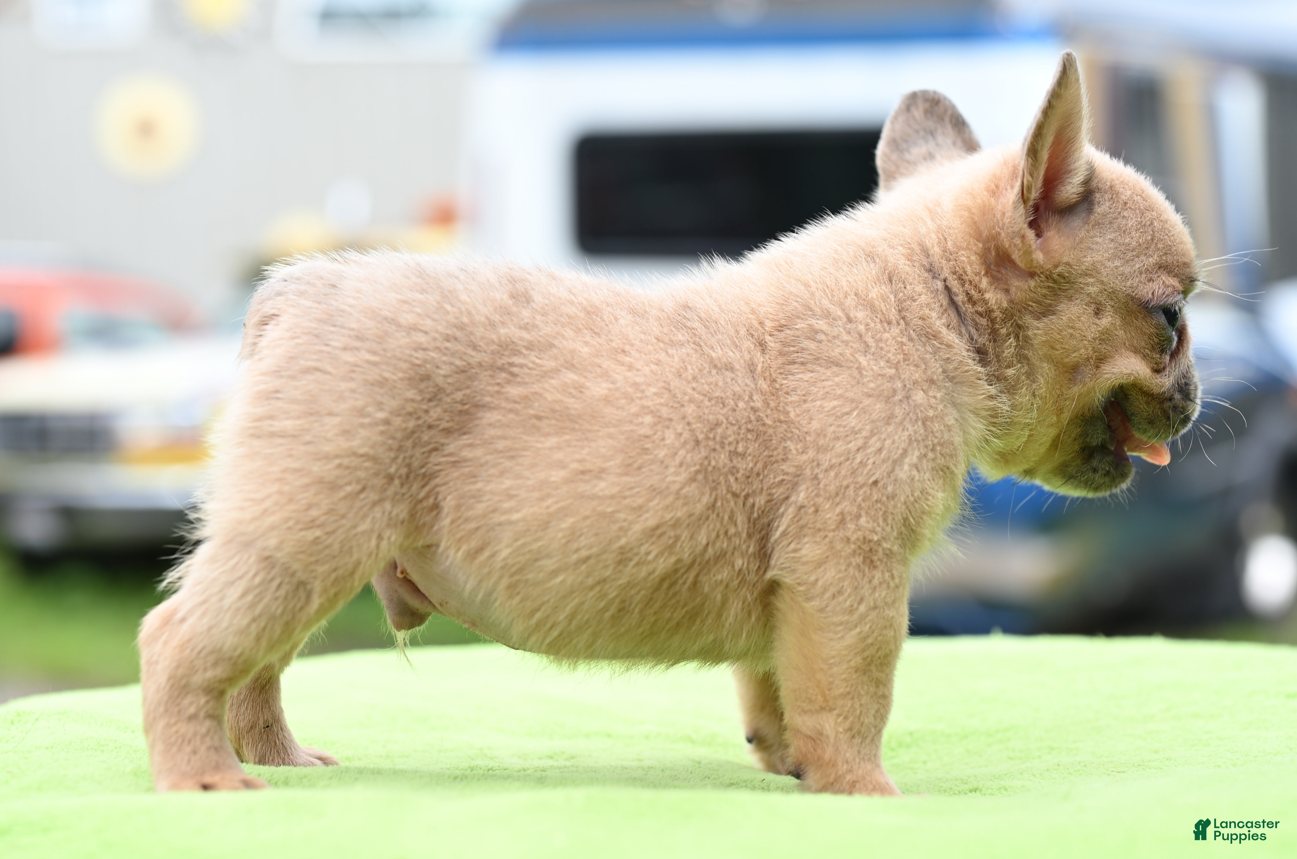 Mixed Breed dogs Peanut micro puppy  - Ad 2