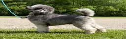 Standard Poodle dogs for sale: Standard Poodle Puppy 6 - Ad 3