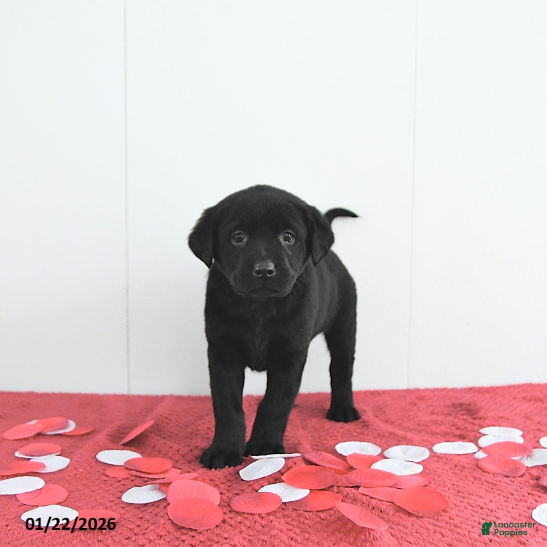 Labrador Retriever dogs for sale: Oliver - Ad 2