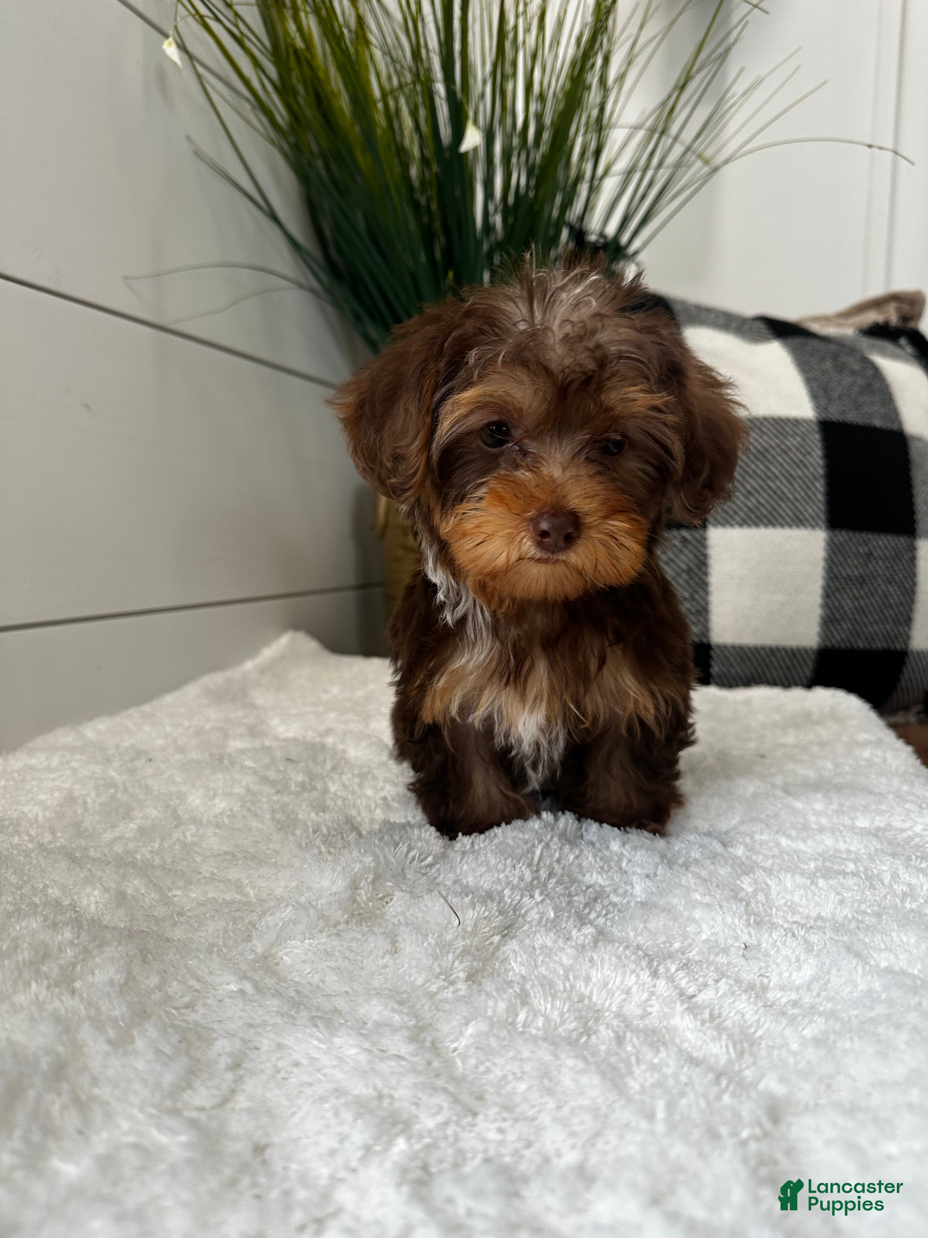 Yorkiepoo dogs Luna - Ad 1