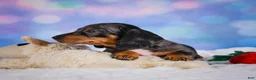 Miniature Dachshund dogs for sale: Clovas - Ad 7