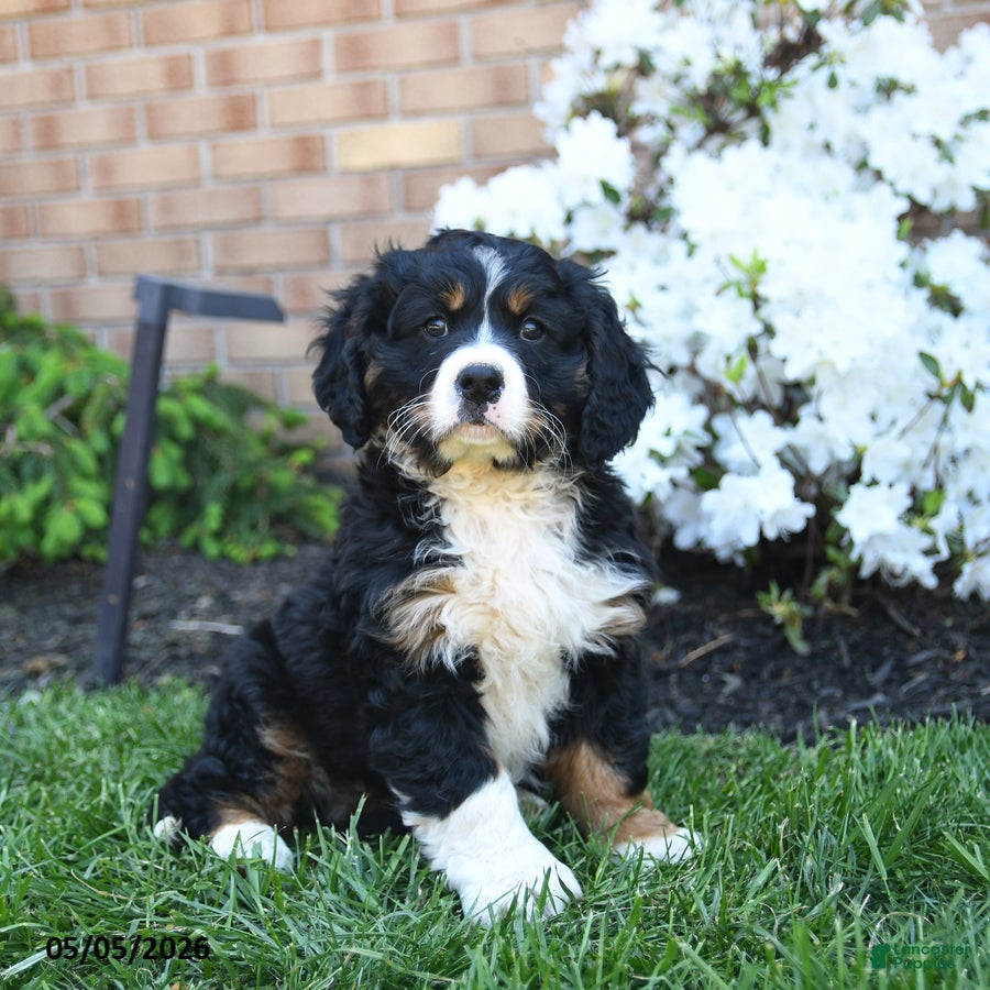 Miniature Bernese Mountain Dog dogs Duke - Ad 1