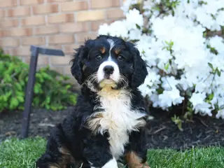 Miniature Bernese Mountain Dog dogs for sale: Duke - Ad 2