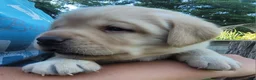 Labrador Retriever dogs for sale: Legend  - Ad 3