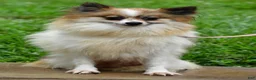 Pomeranian dogs for sale: Tinker - Ad 10