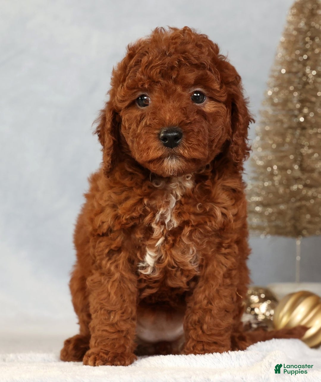 Miniature Poodle dogs for sale: Sandy - Ad 1