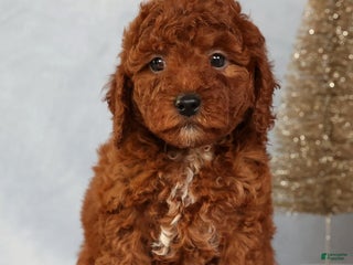 Miniature Poodle dogs Sandy - Ad 20