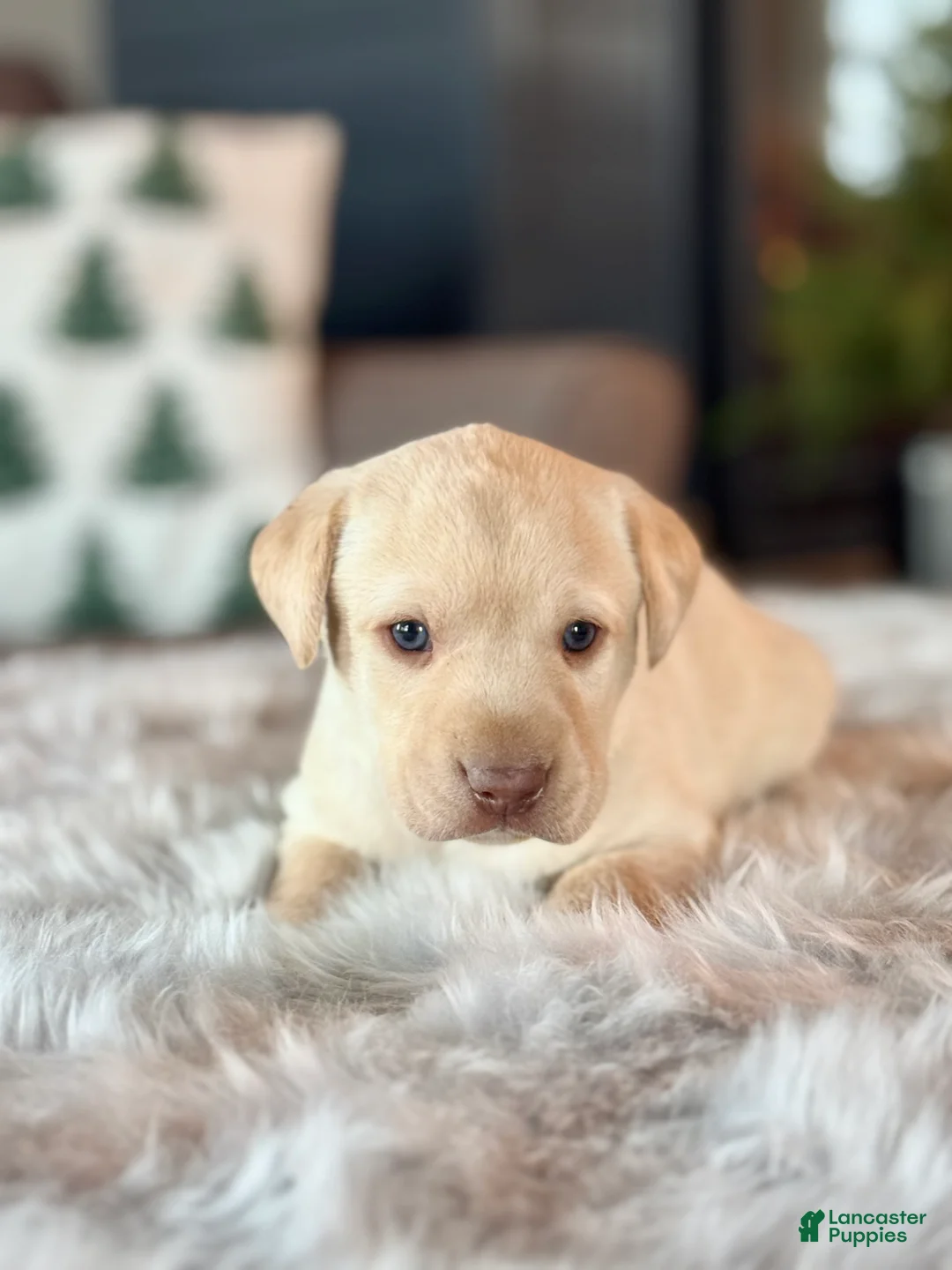Labrador Retriever dogs for sale: Labrador Retriever Puppy 1 - Ad 1