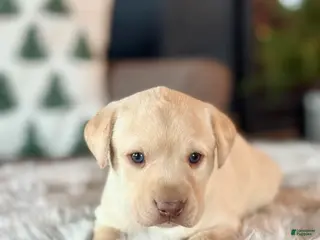 Labrador Retriever dogs Labrador Retriever Puppy 1 - Ad 18