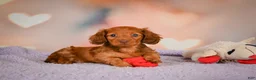 Dachshund dogs for sale: Rose - Ad 7