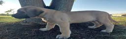 English Mastiff dogs for sale: Mark - Ad 6