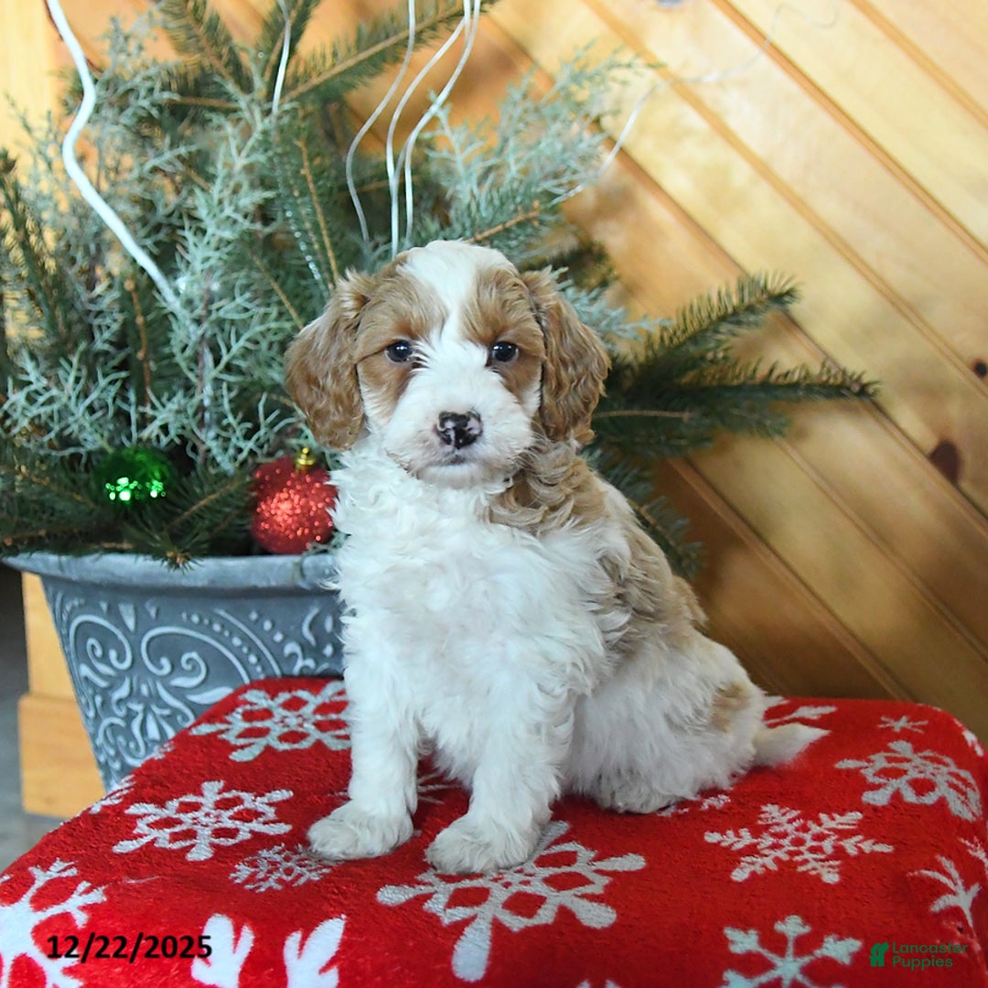 Mini Goldendoodle dogs for sale: Scout - Ad 1