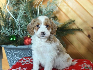 Mini Goldendoodle dogs Scout - Ad 20