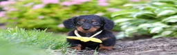 Miniature Dachshund dogs for sale: Ronnie - Ad 1