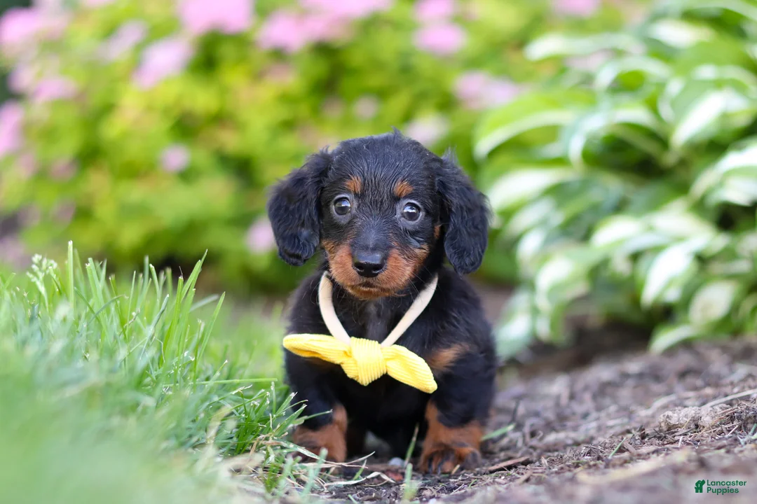 Miniature Dachshund dogs for sale: Ronnie - Ad 1
