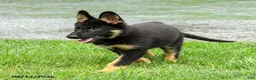 German Shepherd dogs for sale: Truffle  - Ad 4