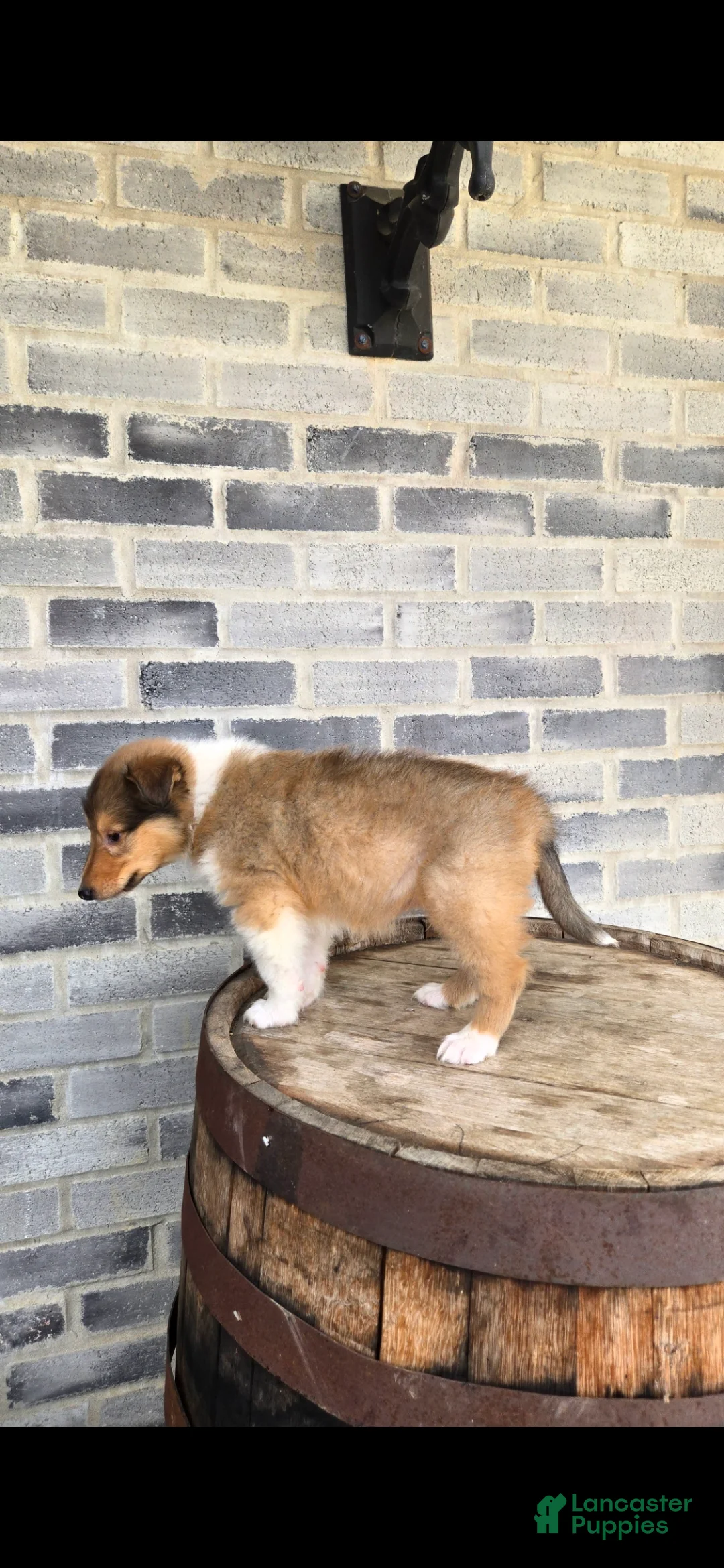 Collie dogs for sale: Collie Puppy 3 - Ad 2
