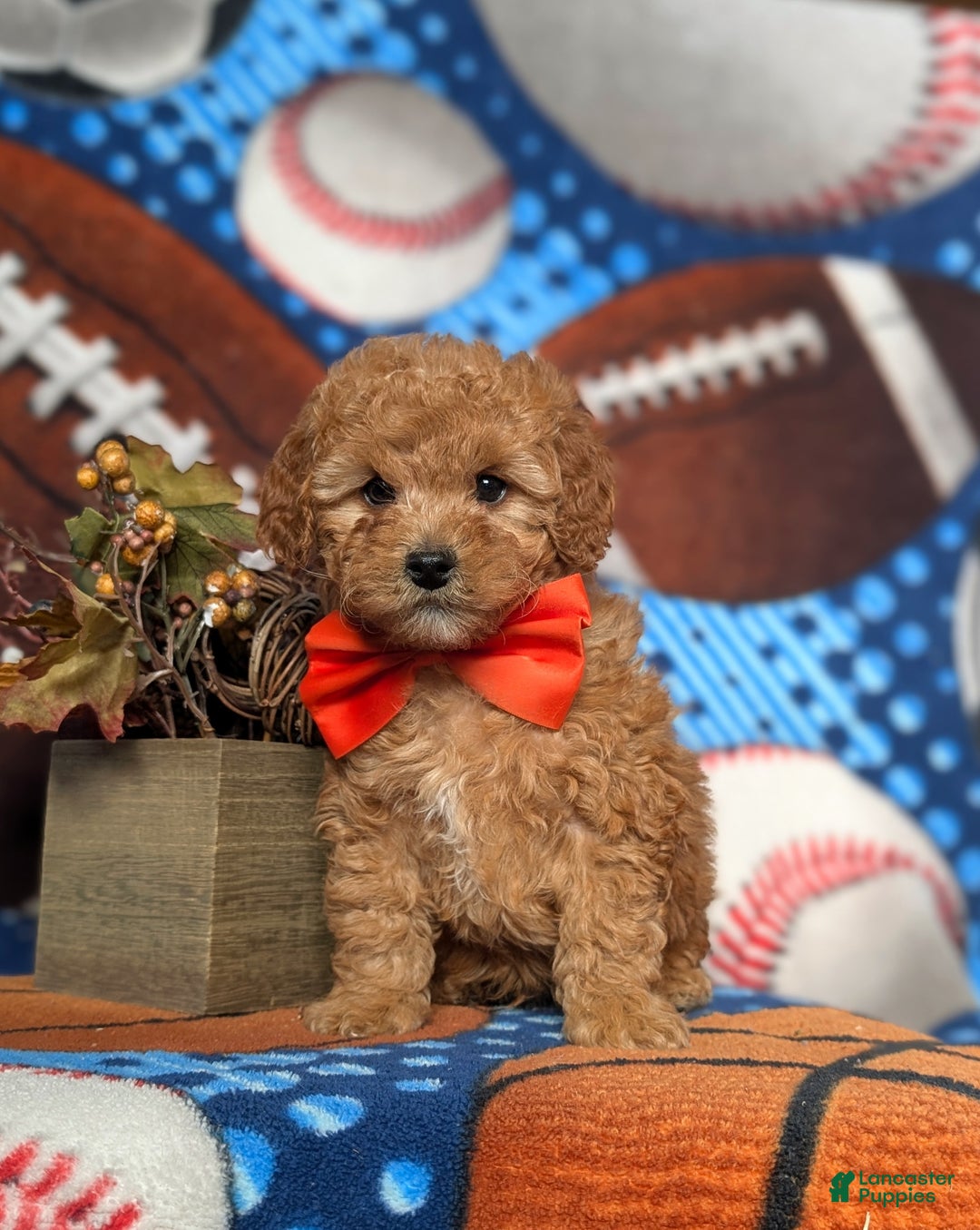 Mini Goldendoodle dogs for sale: Trace 10 lbs Full Grown - Ad 2