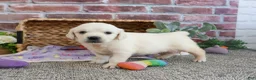 Golden Retriever dogs for sale: Twinkle - Ad 6