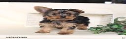 Yorkshire Terrier dogs for sale: Bohdi - Ad 1