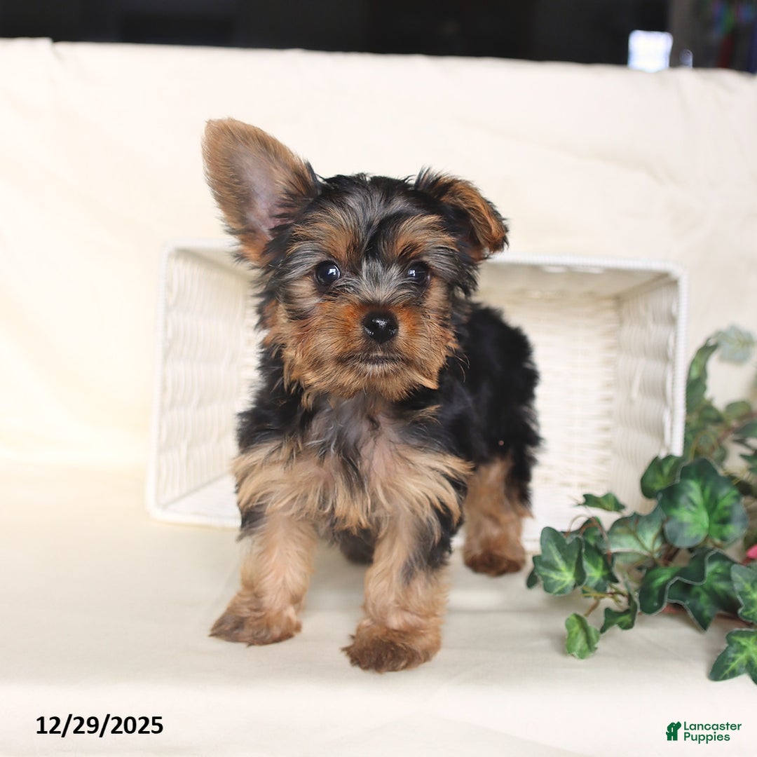 Yorkshire Terrier dogs for sale: Bohdi - Ad 1