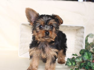 Yorkshire Terrier dogs Bohdi - Ad 21