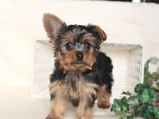 Yorkshire Terrier dogs Bohdi - Ad 38