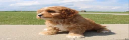 Cavapoo dogs for sale: Sky - Ad 5