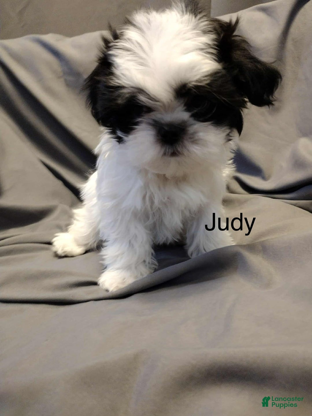 Shih Tzu dogs for sale: Judy - Ad 1