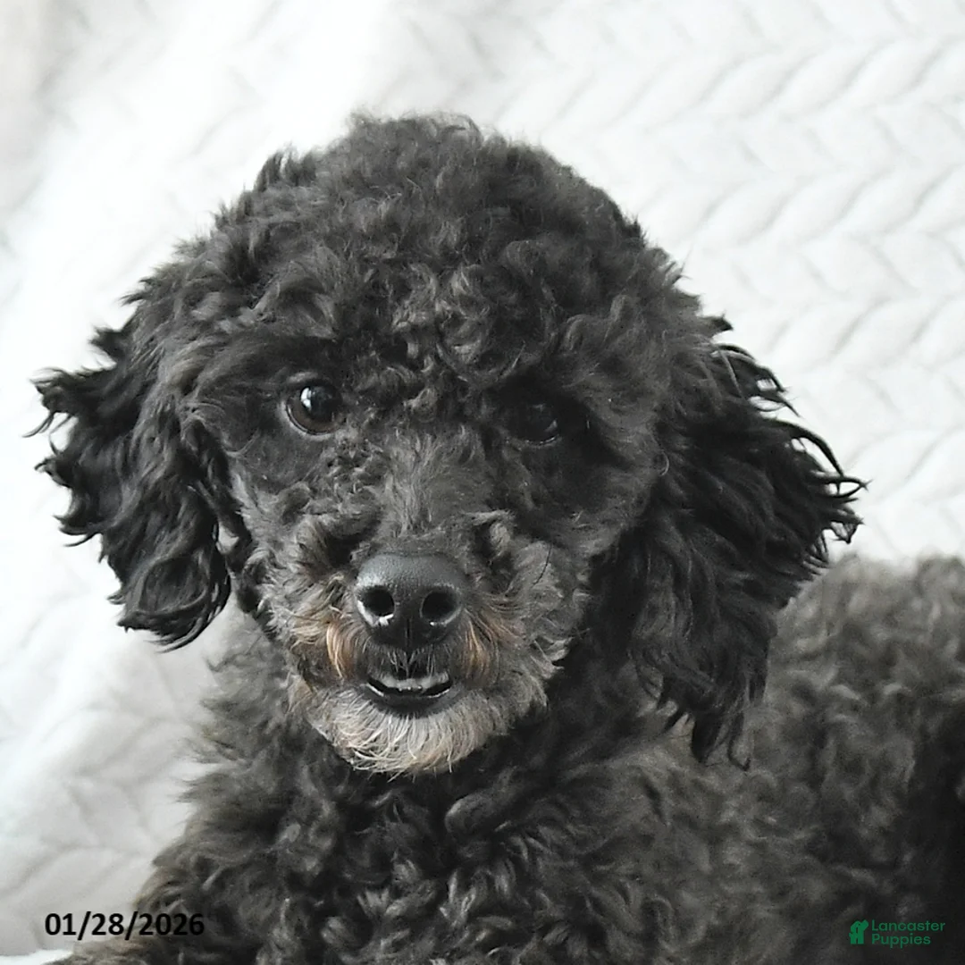 Miniature Poodle dogs for sale: Lacy - Ad 2