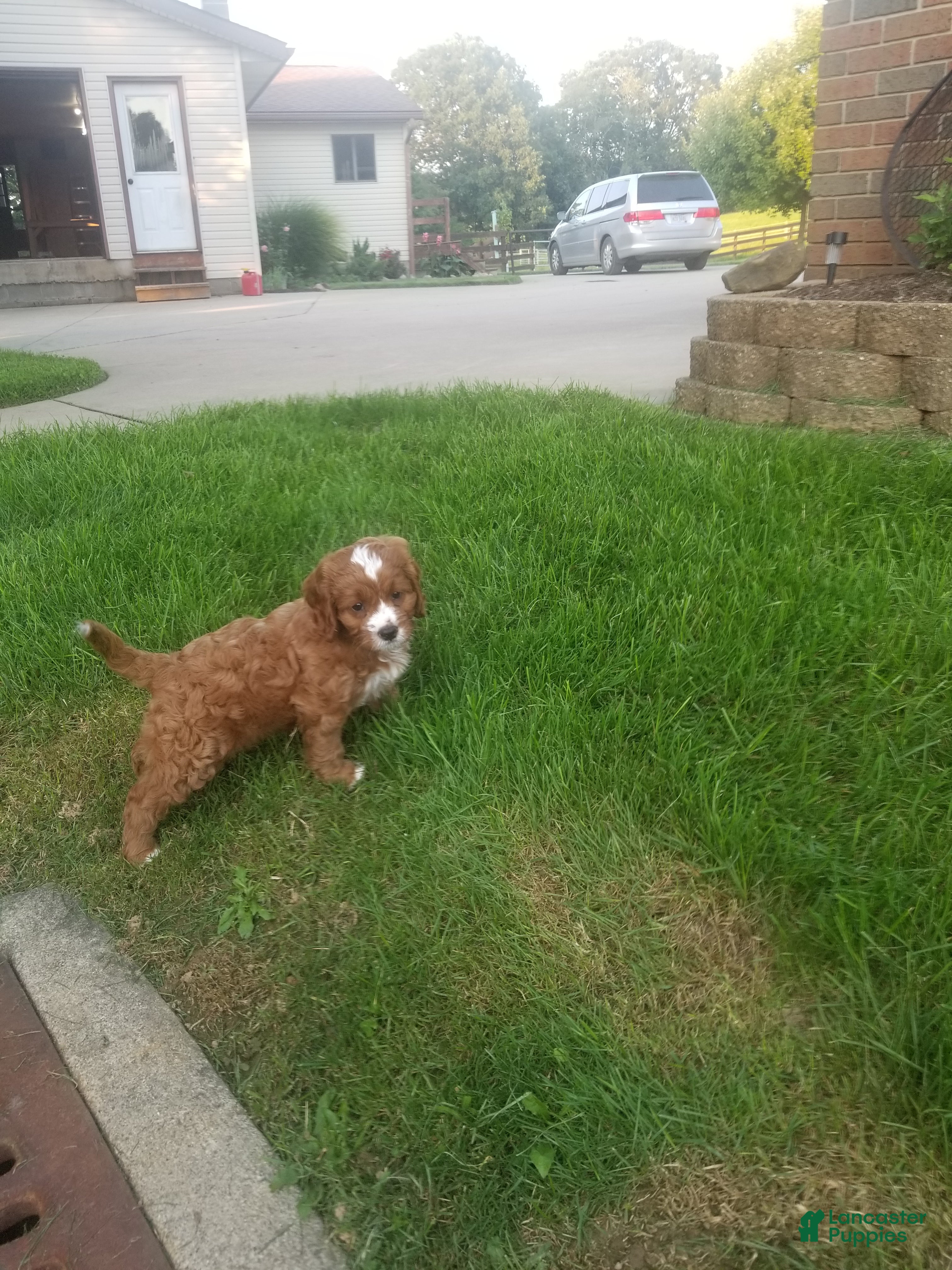 Cavapoo dogs Cavapoo 1 - Ad 2