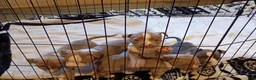American Bully dogs for sale: American Bully 3 - Ad 5